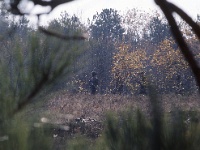 PLF060 NOV 1976.jpg